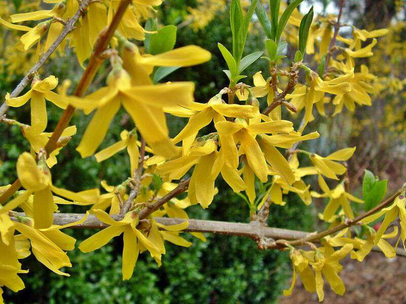 yellow bells forsythia in Appalachia