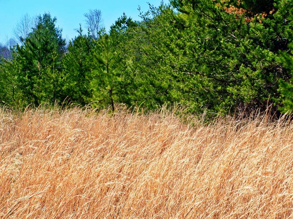 broom sage in appalachia