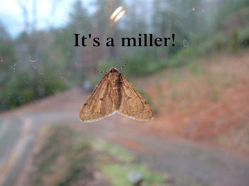 miller = moth