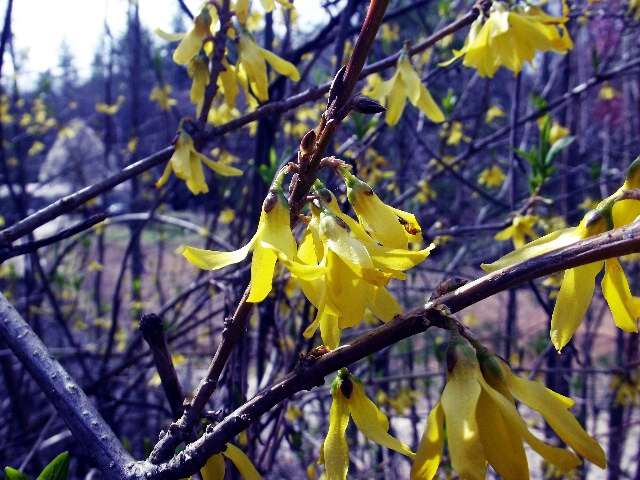 march in Appalachia