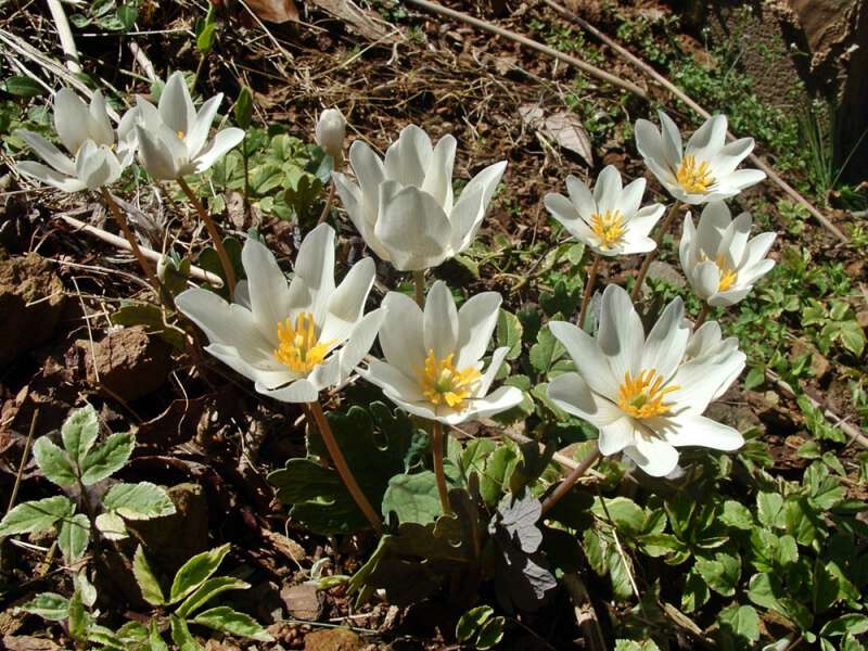 bloodroot growing in western nc mountains