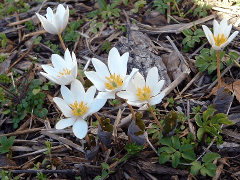 bloodroot information from Appalachia