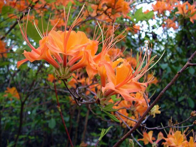 wild honeysuckle in Appalachia