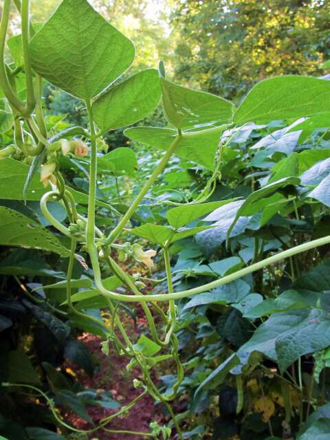 bean vines reaching to hold hands