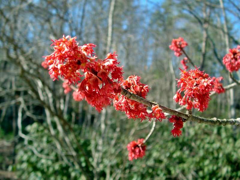 maple trees wearing spring garments