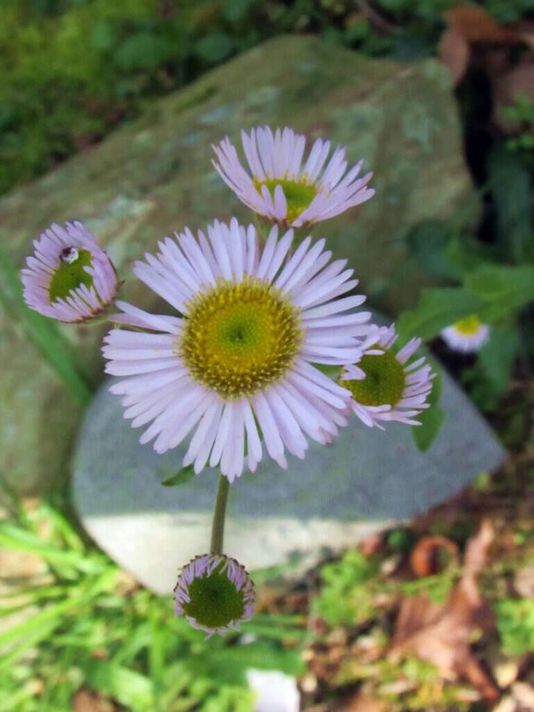 robin's plantain growing in western nc