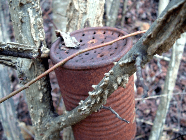 organic pest control in the garden