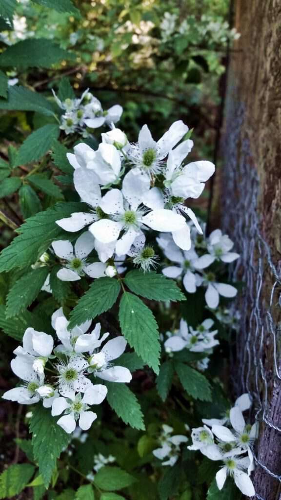 blackberry blossom - Blind Pig Gang