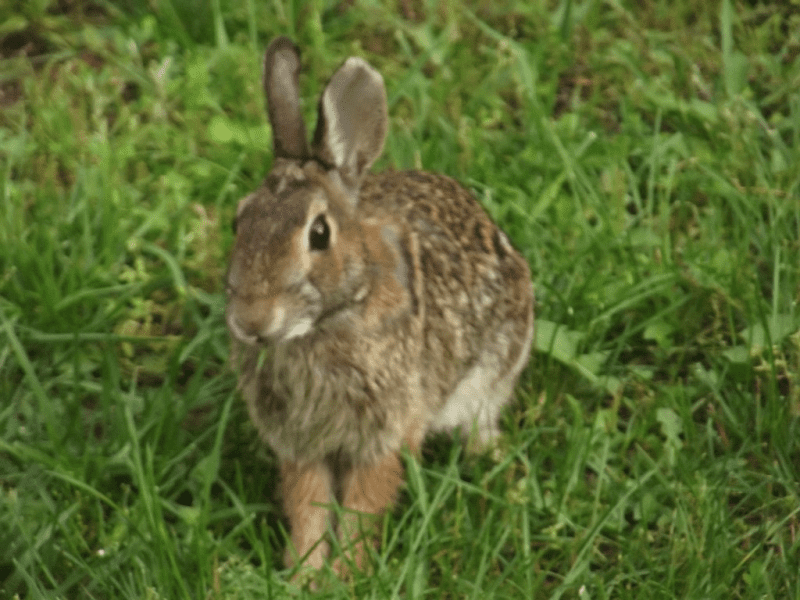 my life in appalachia rabbits
