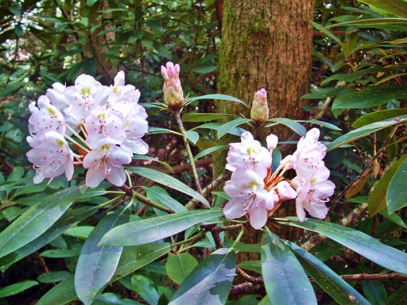 Mountain Laurel Vs Mountain Ivy Blind Pig And The Acorn