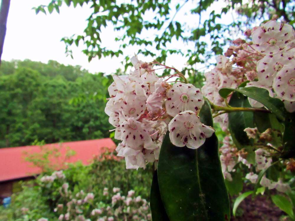 Mountain Ivy = Mountain Laurel = Rhododendron | Blind Pig and The Acorn