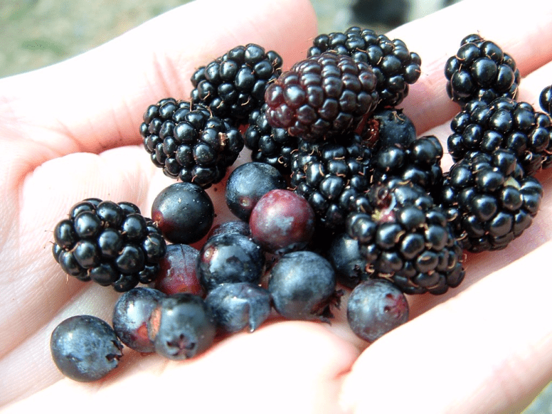 wild berries in western nc