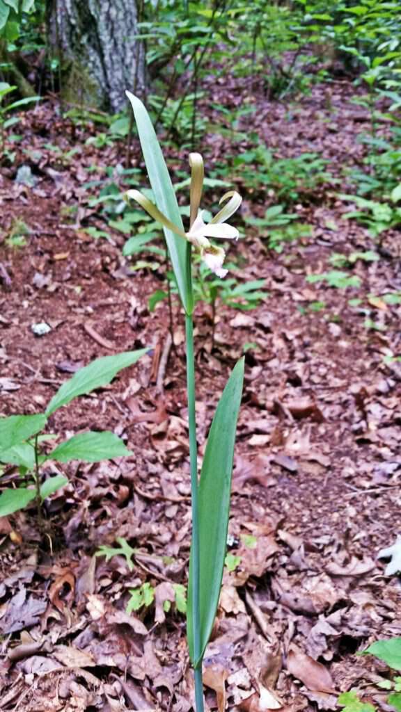 rosebud orchid in western nc cherokee county