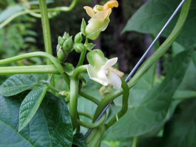 bean flowers brightens the dark