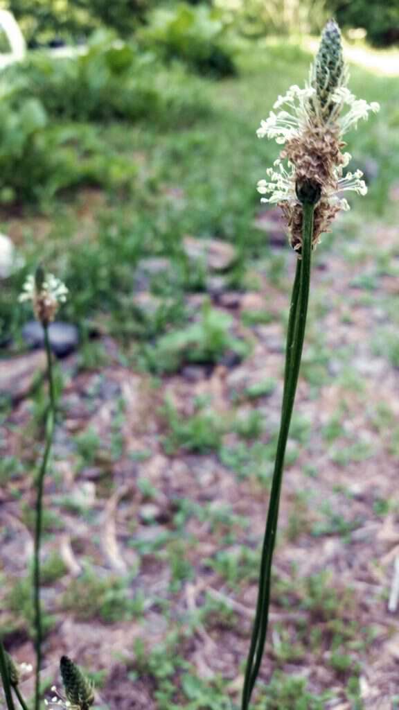 my life in Appalachia plantain