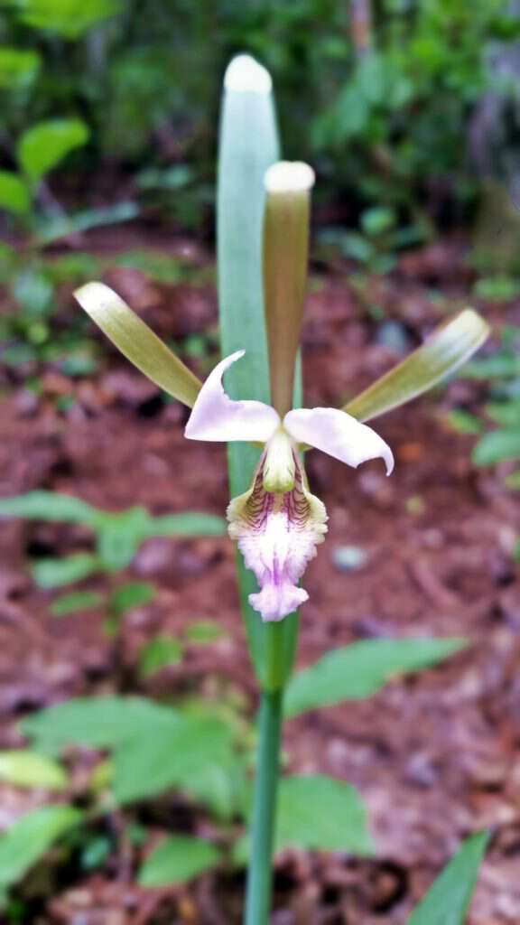 rosebud orchid in brasstown nc