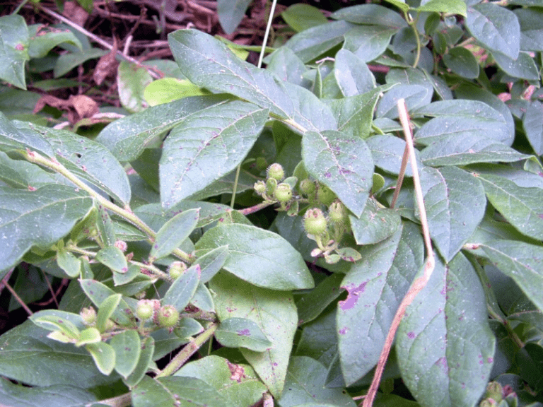 huckleberries