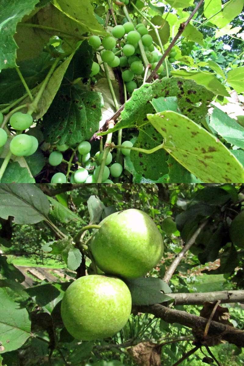 How Does My Garden Grow? | Blind Pig and The Acorn