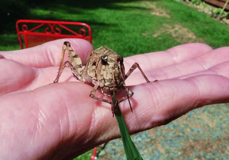 grasshoppers in Appalachia