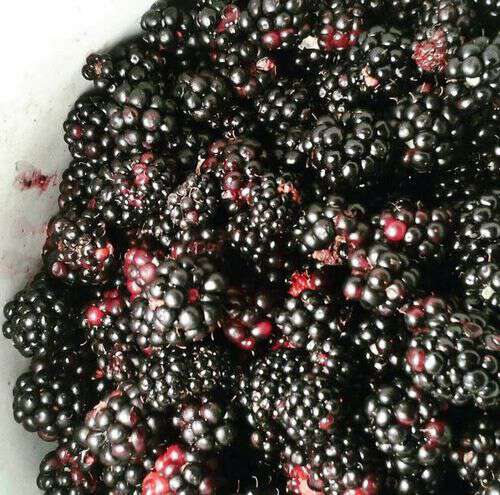 how to make blackberry jelly