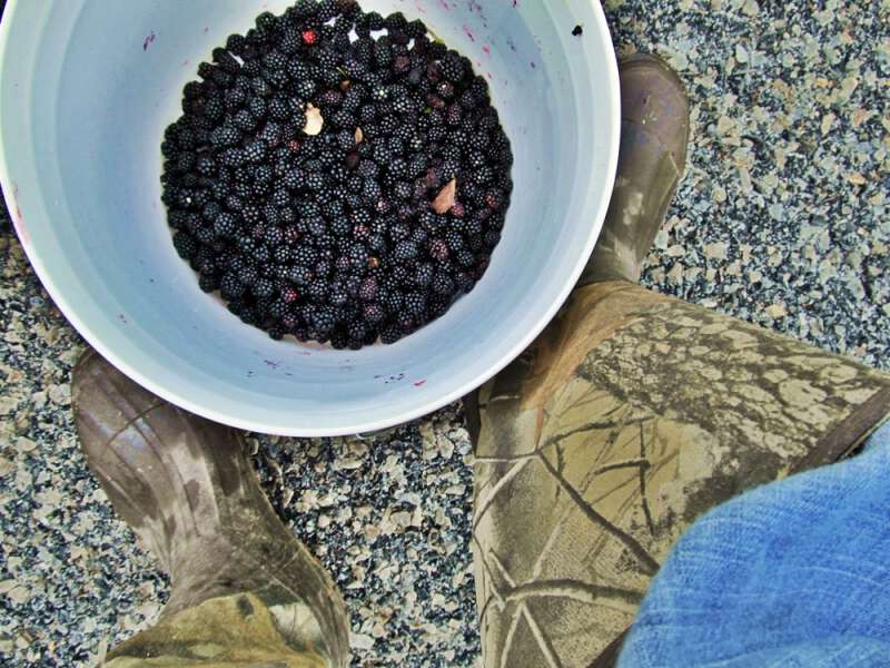 berry picking tips