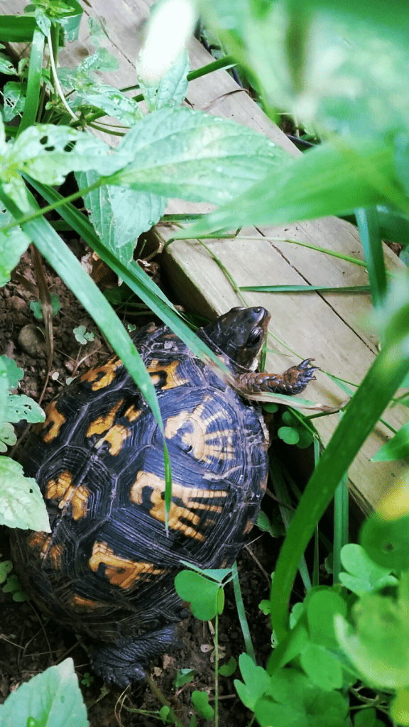 terrapin in Appalachia