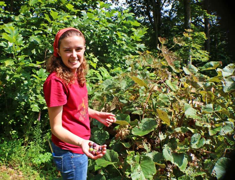 picking grapes in Appalachia