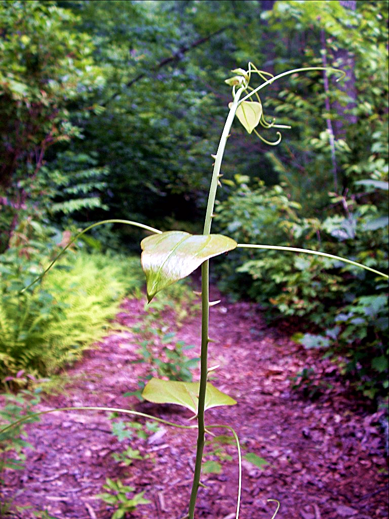 sawbriers in Appalachia