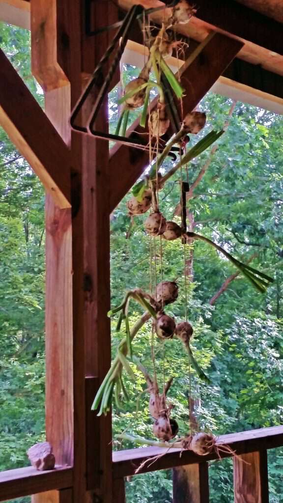 stringing onions for storing