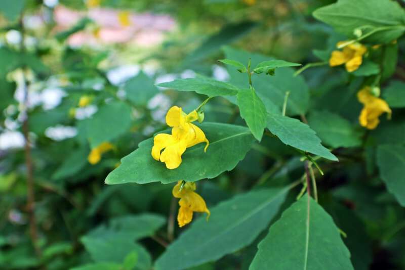 My life in Appalachia - Yellow Jewelweed