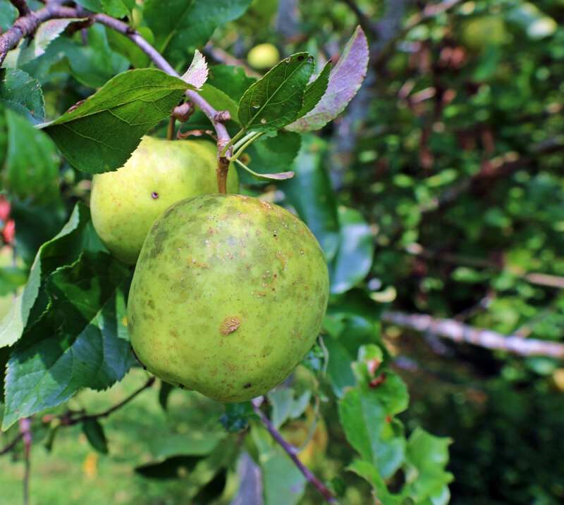 old way of bleaching apples for drying