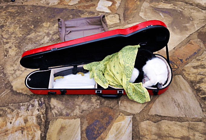 cat in fiddle case in appalachia