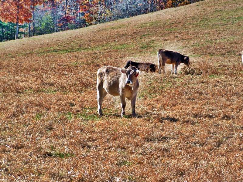 cows in appalachia