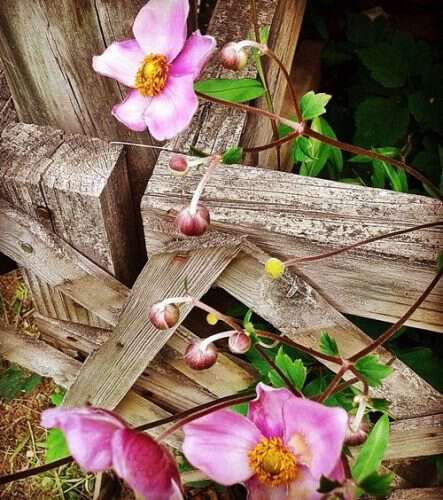 pink anemone