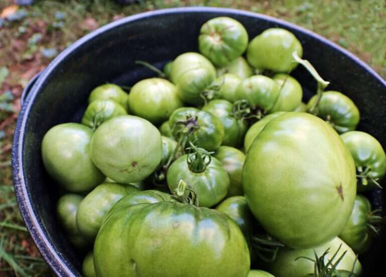 how to ripen green tomatoes