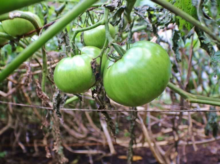 How Granny Ripens Green Tomatoes In The Fall Of The Year Blind Pig