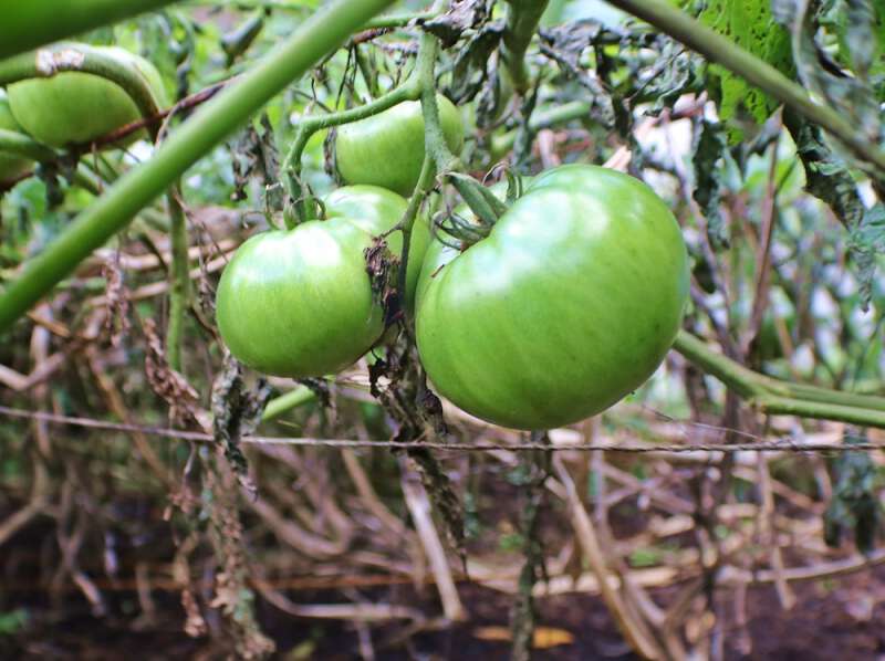 growing tomatoes in Appalachia