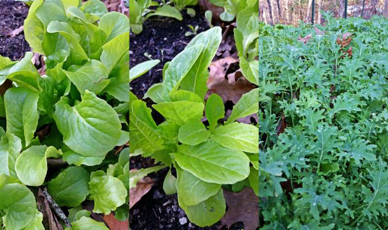 fall garden plants