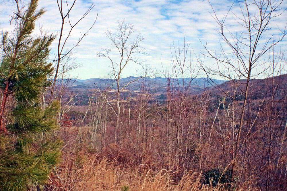 Chestnut-trees-in-western-NC