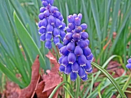 spring-in-Appalachia