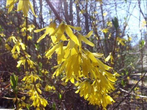 The Yellow Bells are in Bloom