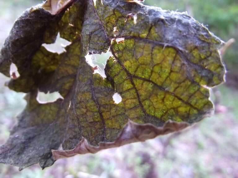 Appalachia Through My Eyes – Jack Frost Returns