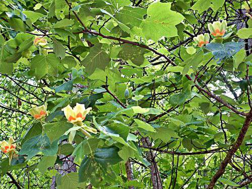 tulip poplar tree in bloom