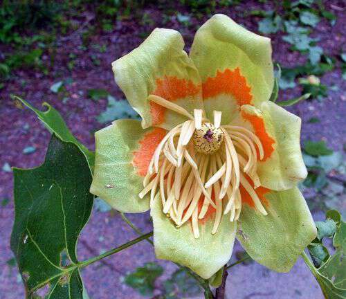 tulip poplar tree in bloom