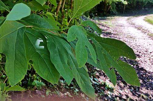 Sassafras – A Spring Tonic