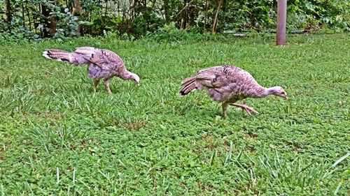 wild-turkeys-in-yard