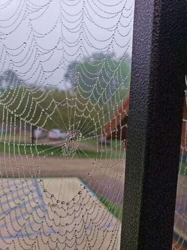 Spider-Webs-in-my-way
