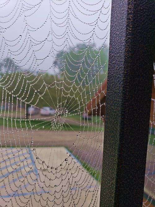 Spider Webs -They’re Everywhere!
