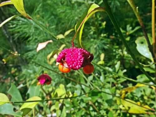 Strawberry-bush