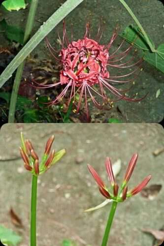 ghost-lilies-or-naked-ladies